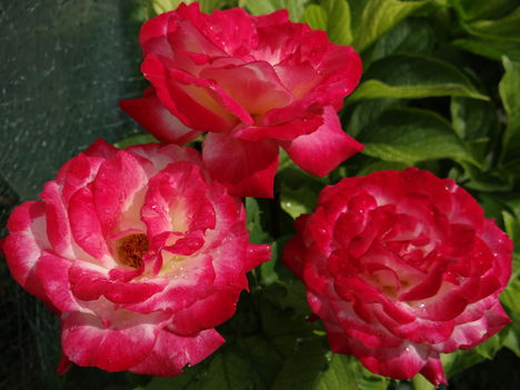 Rózsák 5