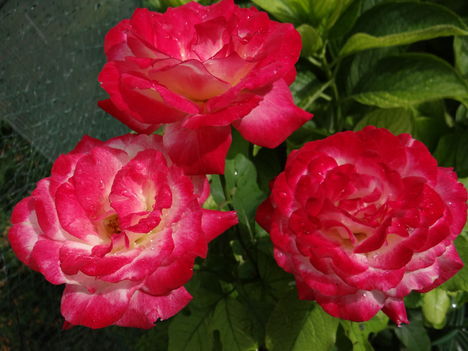 Rózsák 6