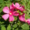 Virágok 4 mocsári hibiszkusz