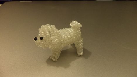 Bichon frisé