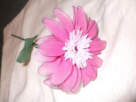 Gerbera