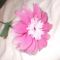 Gerbera