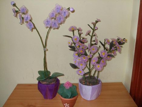 Orchidea+kaktusz+