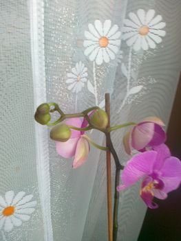 virágzó orchídeáim 10