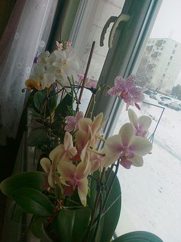 virágzó orchídeáim 11