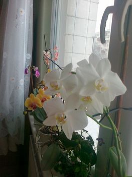 virágzó orchídeáim 12