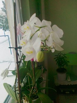 virágzó orchídeáim 15