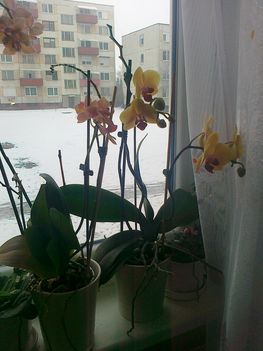 virágzó orchídeáim 18