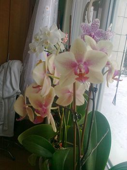 virágzó orchídeáim 3