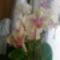 virágzó orchídeáim 3