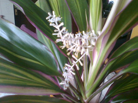 Cordiline (bunkóliliom) ritka virága