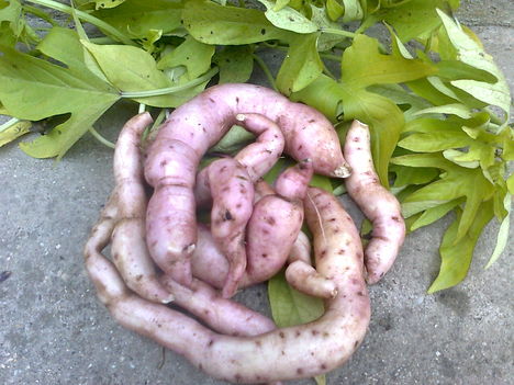 Imopoea  (batátagumó)