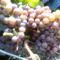 Tramini szőlő
