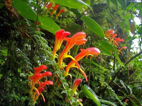 Costaricai dzsungel élővilága
