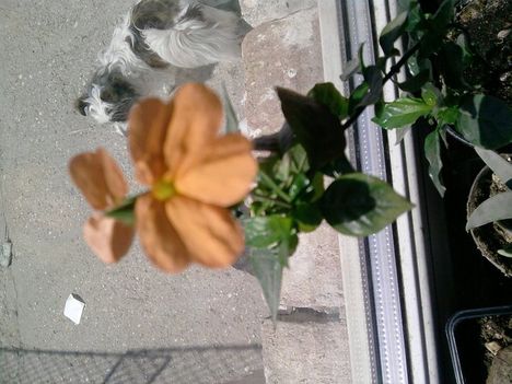 Crossandra