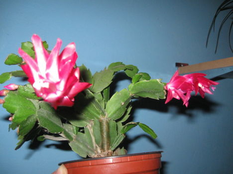 karácsonyi kaktusz rózsaszín