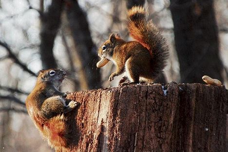 Mókás mókuskák.... 4. /megosztás/