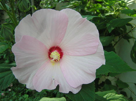 hibiszkusz 1