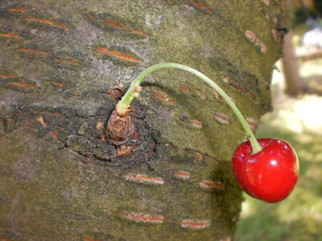 hibiszkusz 3