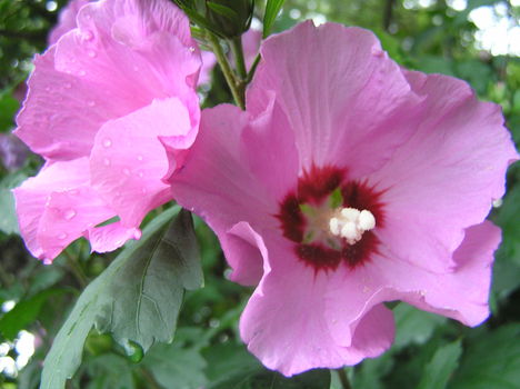 hibiszkusz 5