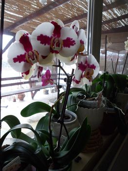 Orhidea 3
