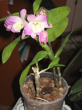 002 ez melyik fajta orchidea?? ki tudja irja meg legyenszives