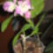 002 ez melyik fajta orchidea?? ki tudja irja meg legyenszives