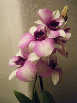 201011orchid