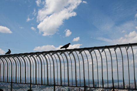 A Szabadság madarai New York fölött...