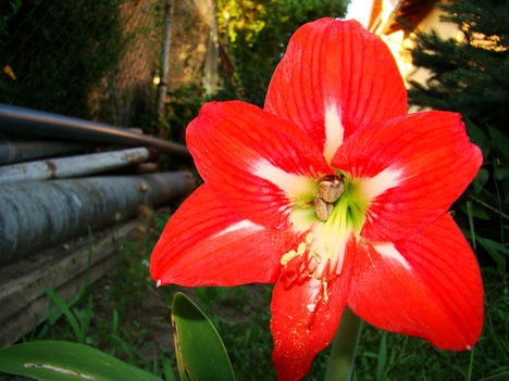 amariliszem első virágja