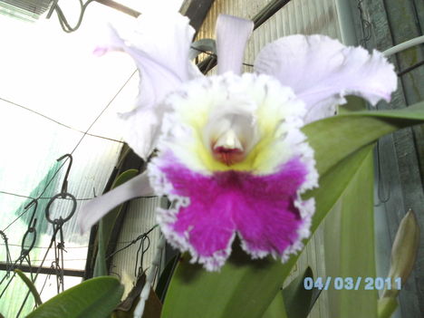 Orchideák 003