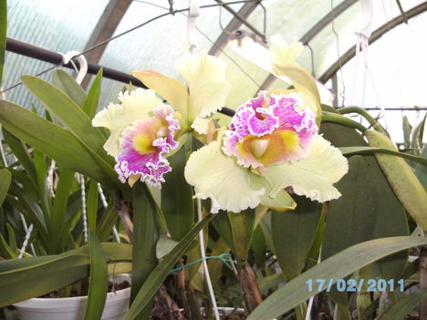 Picasa orchidea 2010.02