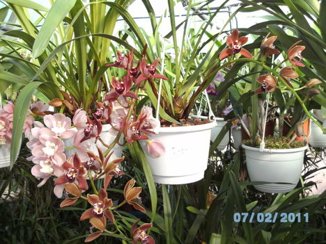 Picasa orchidea 2010.02