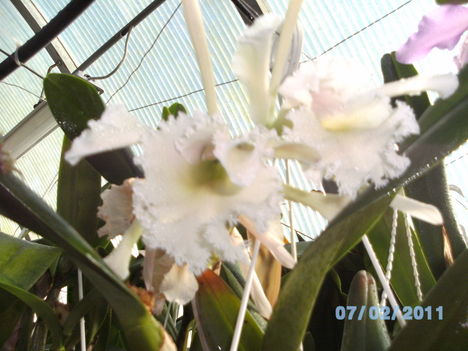 Picasa orchidea 2010.02