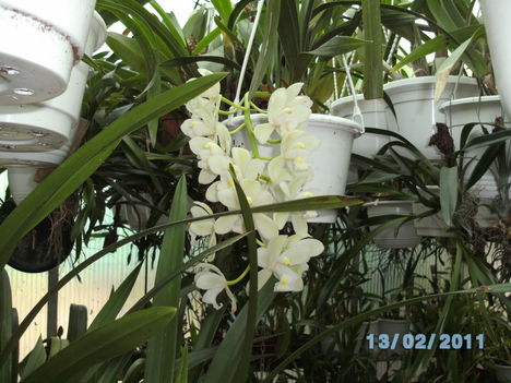 Picasa orchidea 2010.02