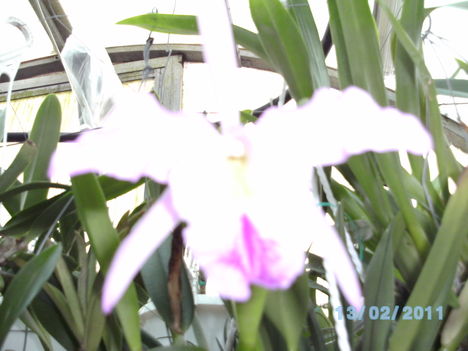 Picasa orchidea 2010.02