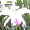 Picasa orchidea 2010.02