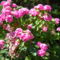 rózsaszín hortenzia