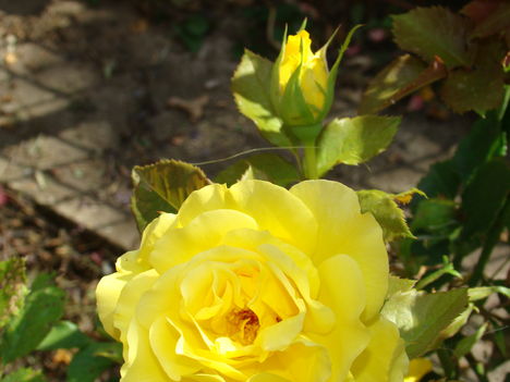 sárga rózsám