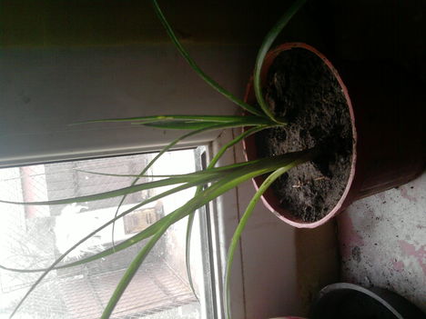 Billbergia