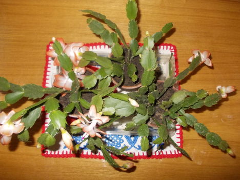 DSCN1426