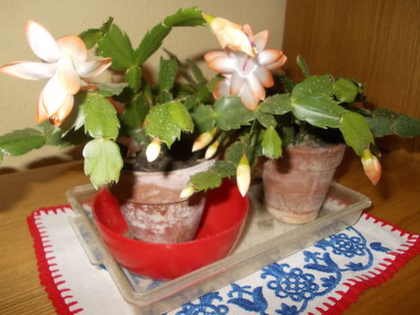 DSCN1429