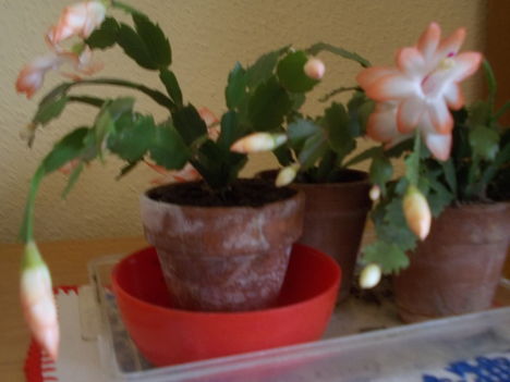 DSCN1437