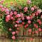 szep_viragok_3_890686_35078