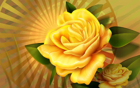 Yellow_Rose