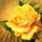 Yellow_Rose