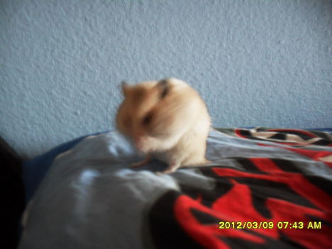 Finci