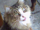 Frici