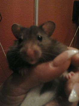 Mickey egerem