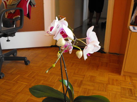 DSCF5381